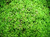 Mentha requienii — Caherhurley Nursery image