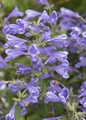 Nepeta 'Blue Dragon' — Caherhurley Nursery image