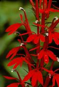 Lobelia cardinalis — Caherhurley Nursery image