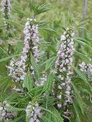 Leonurus cardiaca — Caherhurley Nursery
