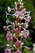 Morina longifolia — Caherhurley Nursery image