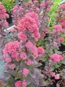 Hylotelephium telephium 'Jennifer' — Caherhurley Nursery image