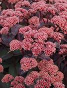 Hylotelephium telephium 'Karfunkelstein' — Caherhurley Nursery image