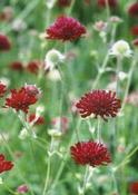 Knautia macedonica — Caherhurley Nursery image