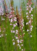 Linaria purpurea 'Canon Went' — Caherhurley Nursery image