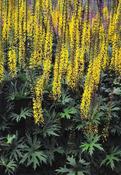 Ligularia przewalskii — Caherhurley Nursery image