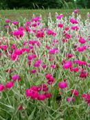 Lychnis coronaria 'Atrosanguinea' — Caherhurley Nursery image