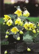 Kirengeshoma palmata — Caherhurley Nursery image