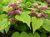Lamium orvala — Caherhurley Nursery image