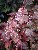 Heuchera 'Rachel' — Caherhurley Nursery image