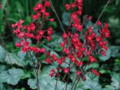 Heuchera sanguinea 'Coral Petite' — Caherhurley Nursery
