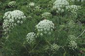 Laserpitium siler — Caherhurley Nursery image