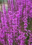 Lythrum virgatum 'Dropmore Purple' — Caherhurley Nursery image