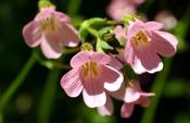 Ourisia 'Loch Ewe' — Caherhurley Nursery image