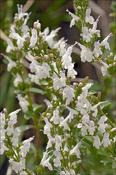 Micromeria thymifolia — Caherhurley Nursery image