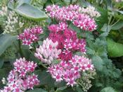 Hylotelephium 'Abbey Dore' — Caherhurley Nursery image