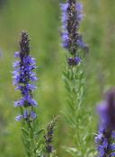 Hyssopus officinalis — Caherhurley Nursery image