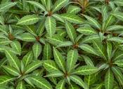 Impatiens omeiana — Caherhurley Nursery