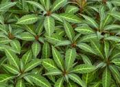 Impatiens omeiana — Caherhurley Nursery