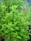 Mentha spicata var. crispa 'Moroccan' — Caherhurley Nursery image