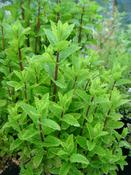 Mentha spicata var. crispa 'Moroccan' — Caherhurley Nursery image