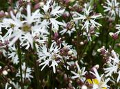 Lychnis flos cuculi 'White Robin' — Caherhurley Nursery image