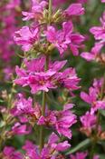 Lythrum virgatum 'Rose Queen', German form — Caherhurley Nursery image