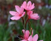 Hesperantha coccinea 'Mrs Hegarty' — Caherhurley Nursery