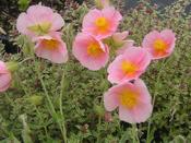 Helianthemum 'Rhodanthe Carneum' — Caherhurley Nursery image