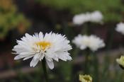 Leucanthemum x superbum 'Sneehurka' — Caherhurley Nursery image