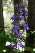 Lobelia siphilitica 'Deep Blue' — Caherhurley Nursery image