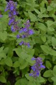 Nepeta 'Hill Grounds' — Caherhurley Nursery image