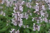 Nepeta racemosa 'Amelia' — Caherhurley Nursery image