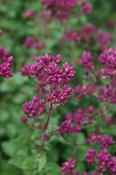 Origanum 'Rosenkuppel' — Caherhurley Nursery