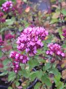Origanum 'Rotkugel' — Caherhurley Nursery image