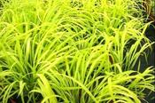 Millium effusum 'Aureum' — Caherhurley Nursery image