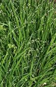 Melica uniflora albida — Caherhurley Nursery image