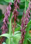 Melica altissima 'Atropurpurea' — Caherhurley Nursery image