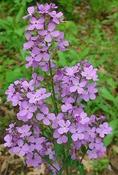 Hesperis matronalis — Caherhurley Nursery image