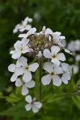 Hesperis matronalis albiflorus — Caherhurley Nursery image