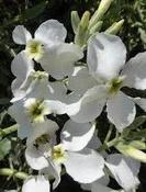 Matthiola incana 'Pillow Talk' — Caherhurley Nursery image