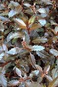 Halocharis erecta 'Wellington Bronze' — Caherhurley Nursery image