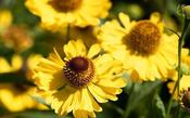 Helenium 'Tip Top' — Caherhurley Nursery image