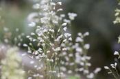 Heuchera sanguinea 'White Cloud' — Caherhurley Nursery image