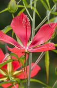 Hibiscus coccineus — Caherhurley Nursery