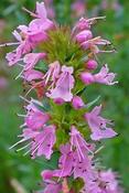 Hyssopus officinalis 'Roseus' — Caherhurley Nursery image