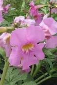 Incarvillea delavayi 'Bee's Pink' — Caherhurley Nursery image