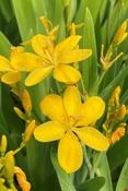 Iris 'Hello Yellow' — Caherhurley Nursery image