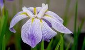Iris ensata — Caherhurley Nursery image
