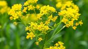 Isatis tinctoria — Caherhurley Nursery image